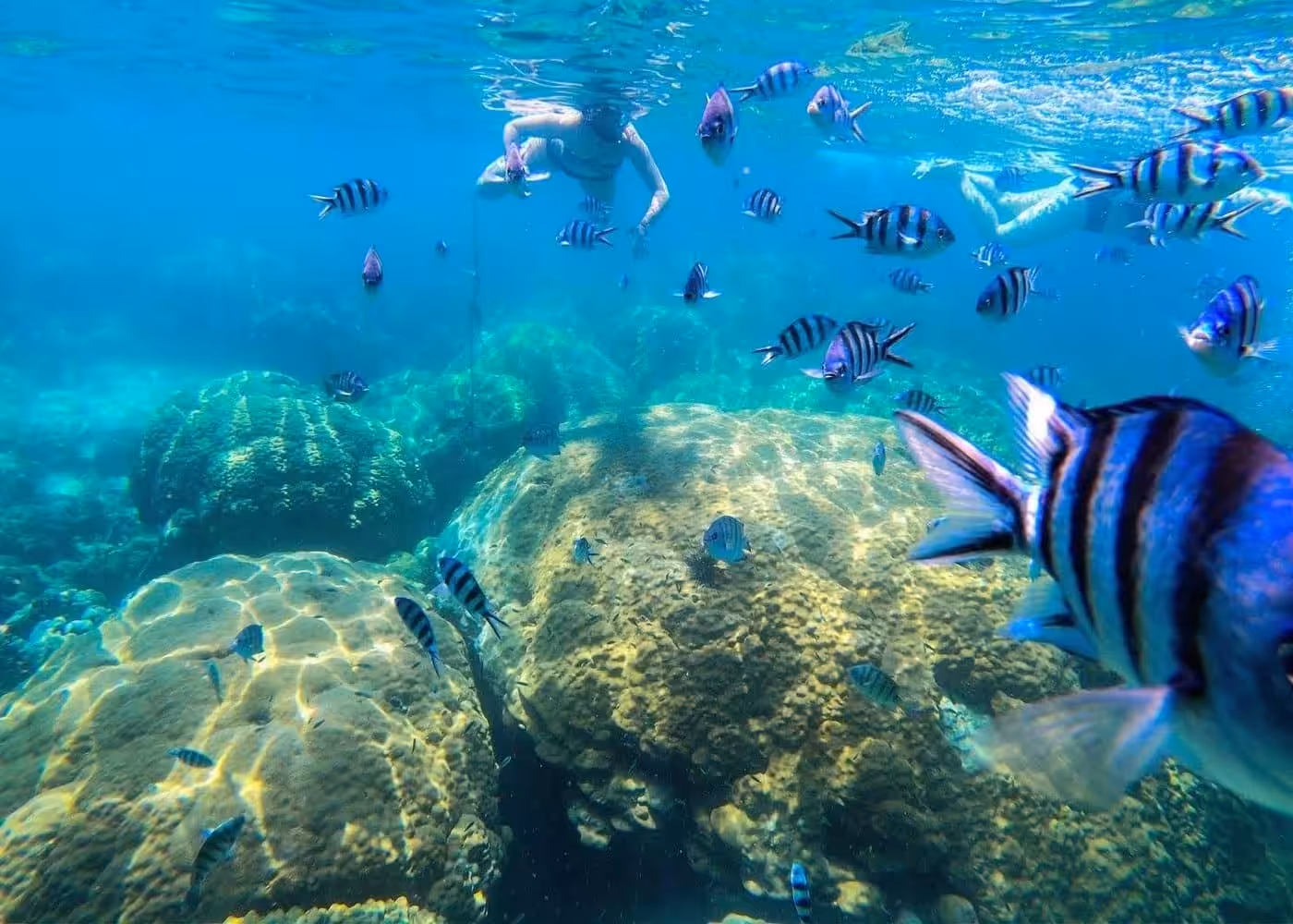 Snorkelers swimming with tropical fish and coral reefs in crystal clear waters of Thailand